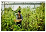 Gardener Harvesting from Indoor Garden